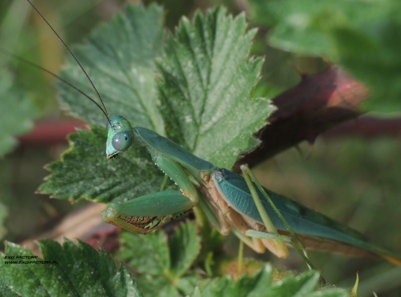 Prohierodula laticolis - Blue velvet mantis, Live Insects - USMantis.com