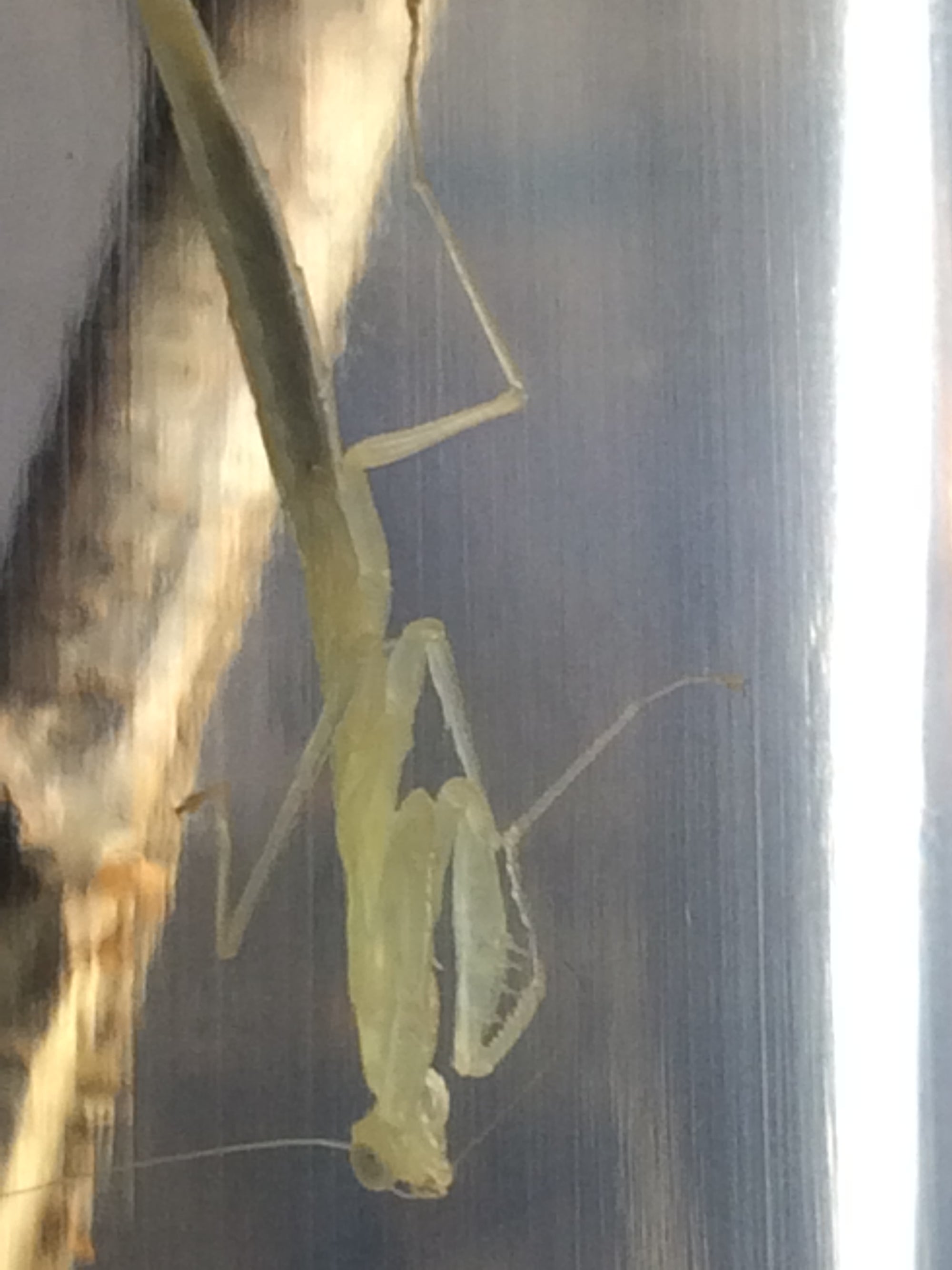 Sinomantis denticulata “Glass Mantis” - USMANTIS