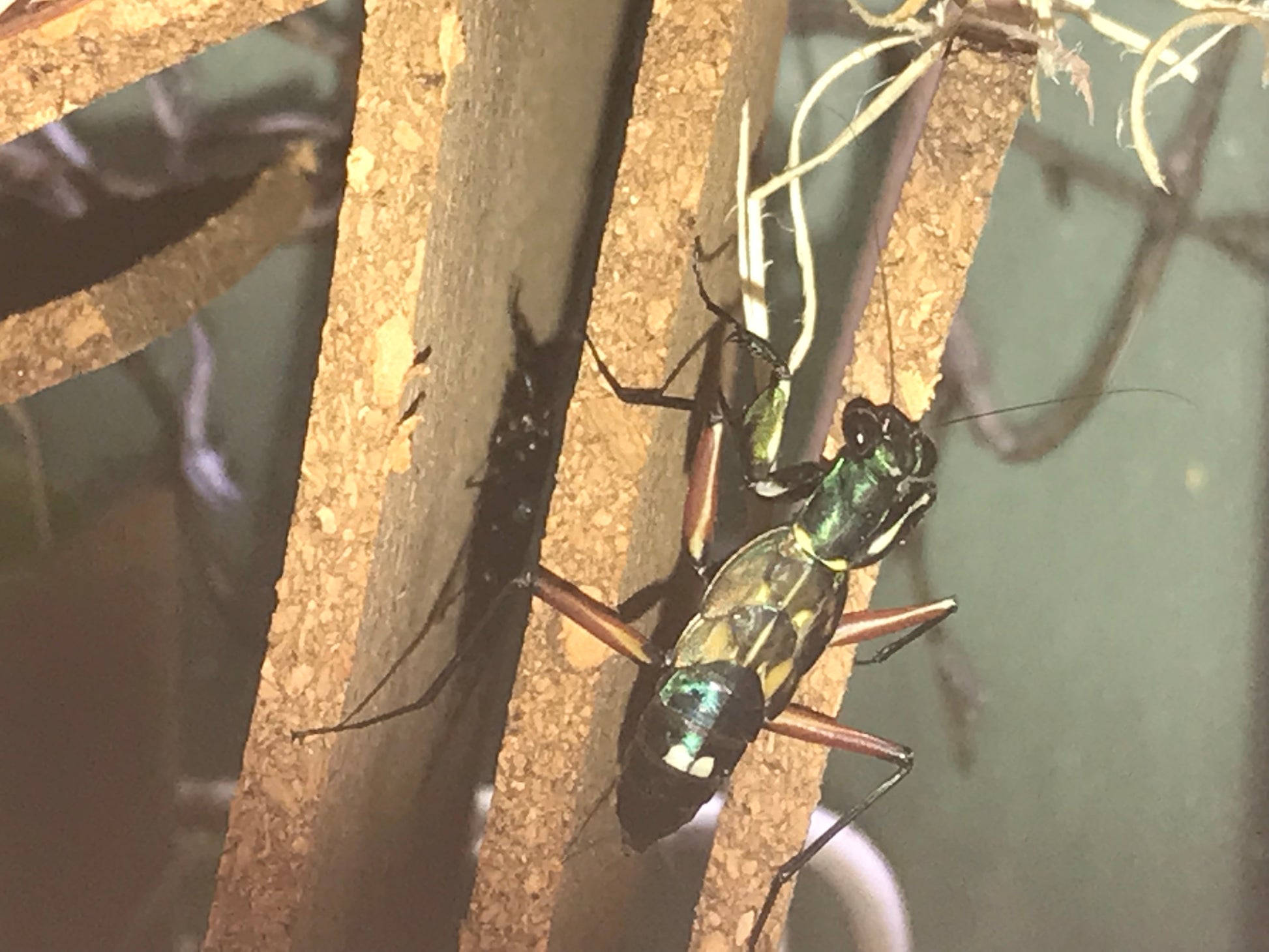 Metallyticus splendidus. Iridescent bark mantis - USMANTIS
