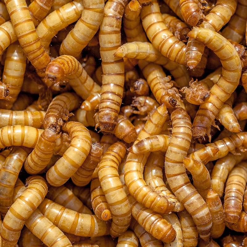 Giant Mealworms - USMANTIS