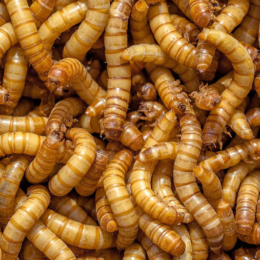 Giant Mealworms - USMANTIS