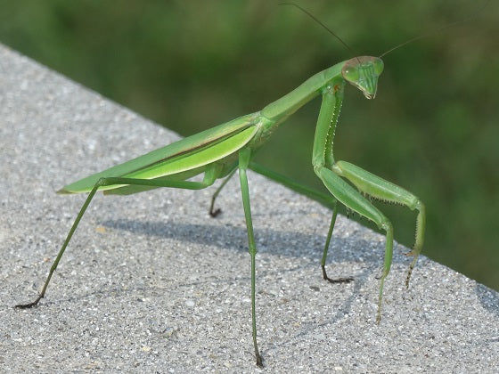 Tenodera angustipennis praying mantis - USMANTIS