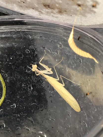 Sinomantis denticulata “Glass Mantis” - USMANTIS