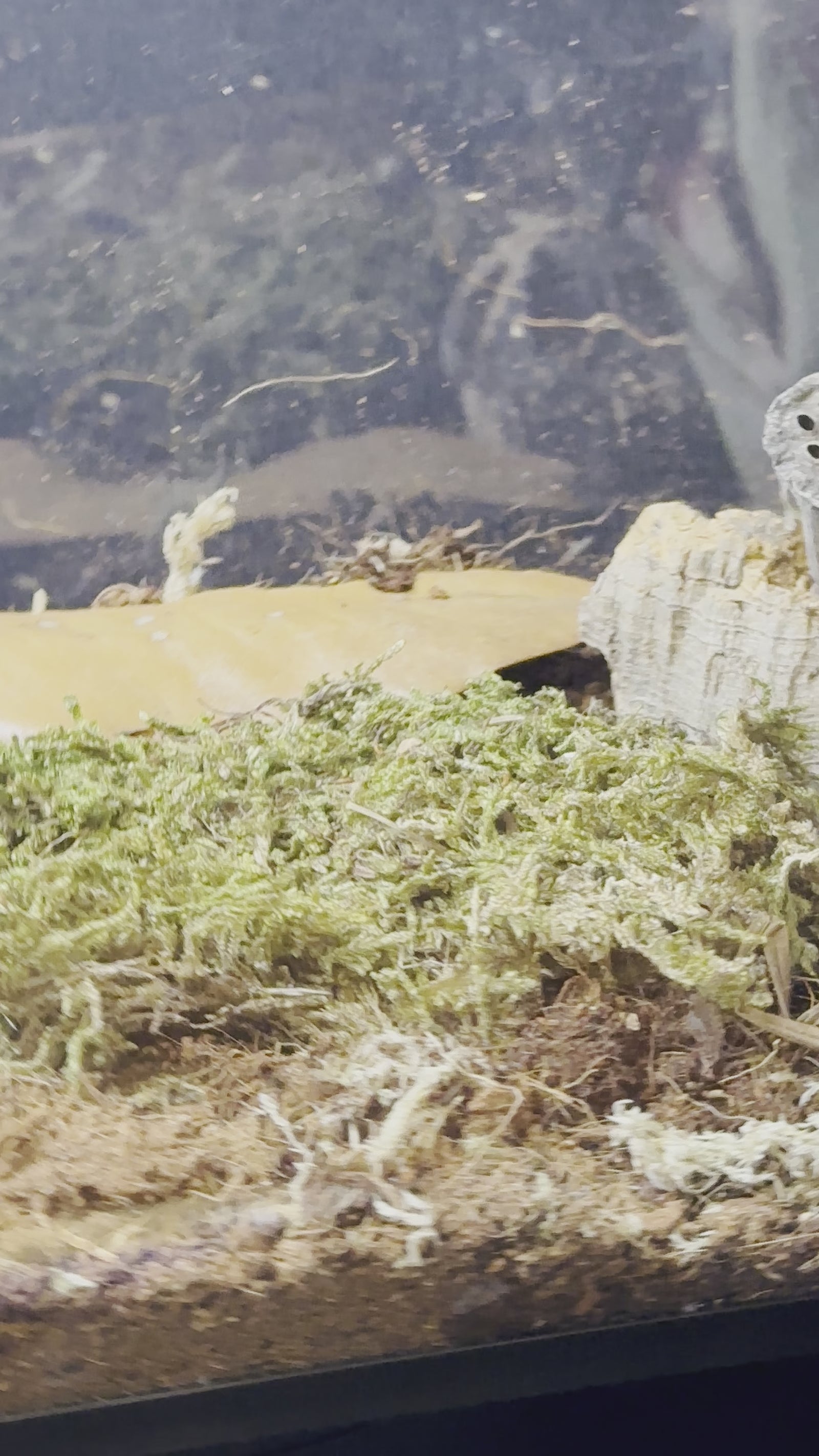 Nano Cribs Invertebrate Bio-active Habitat