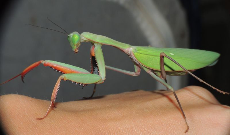 Hierodula majuscula - Giant Australian Rainforest mantis - USMANTIS