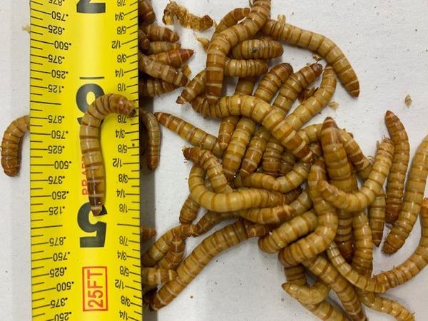 Giant Mealworms - USMANTIS