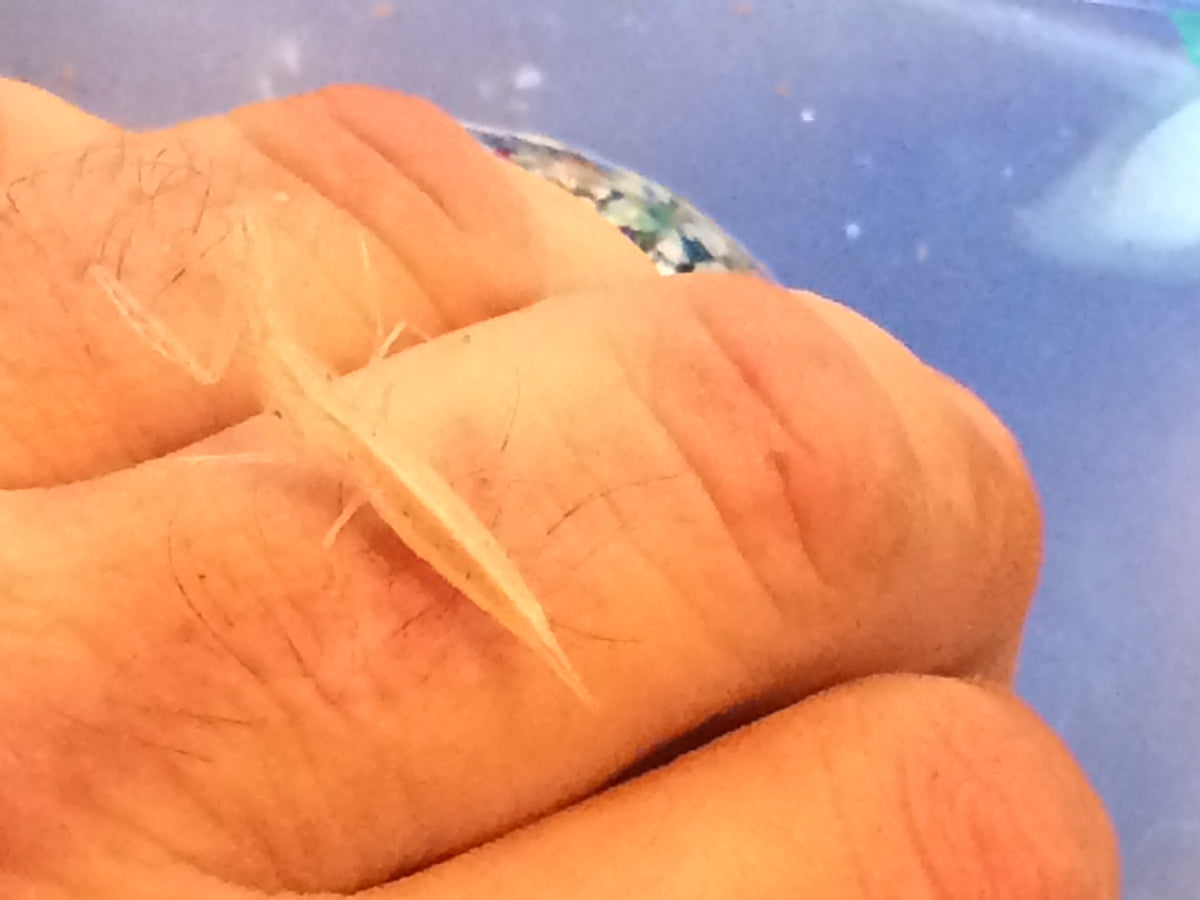 Sinomantis denticulata “Glass Mantis” - USMANTIS