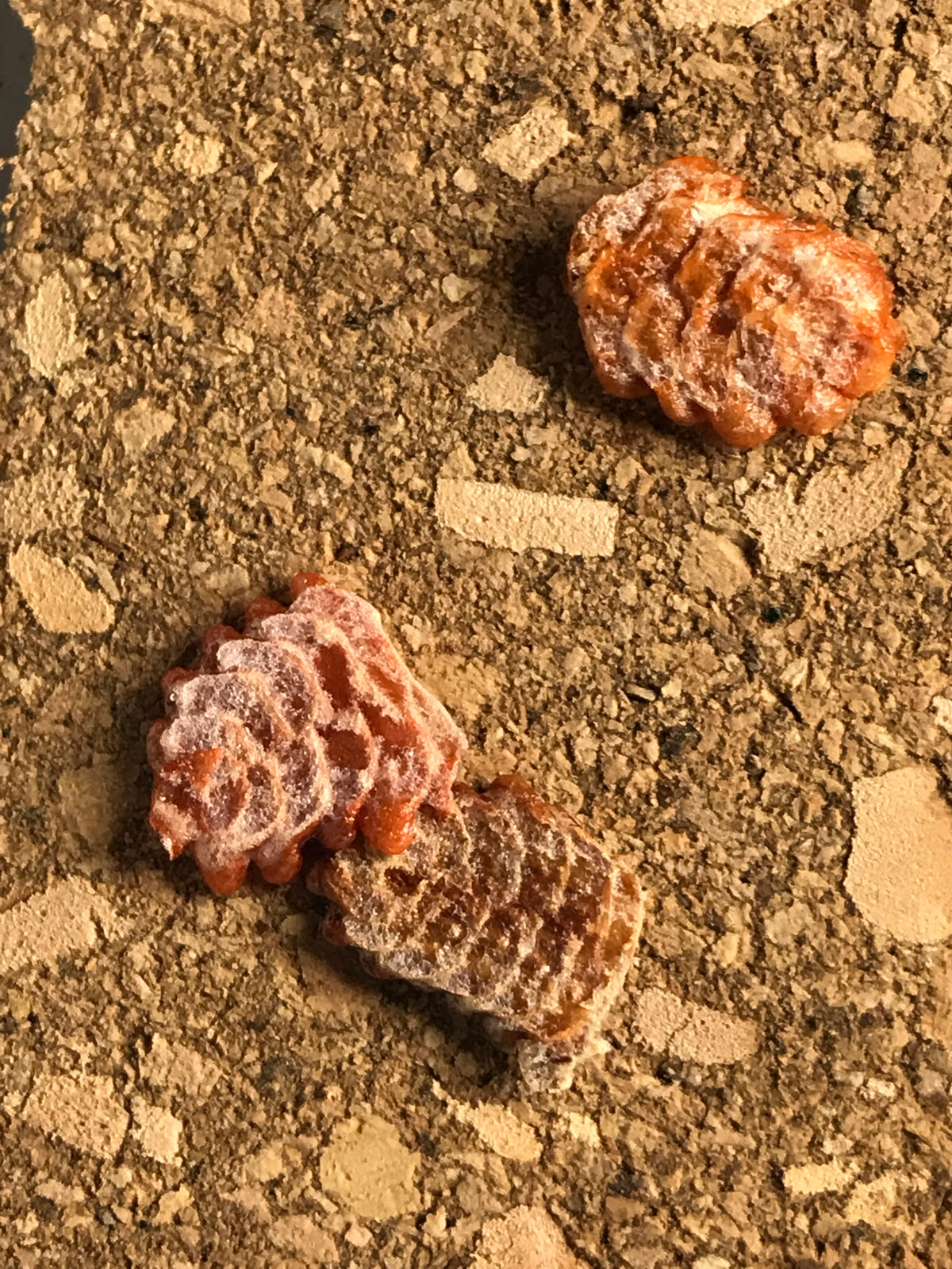 Metallyticus splendidus. Iridescent bark mantis - USMANTIS