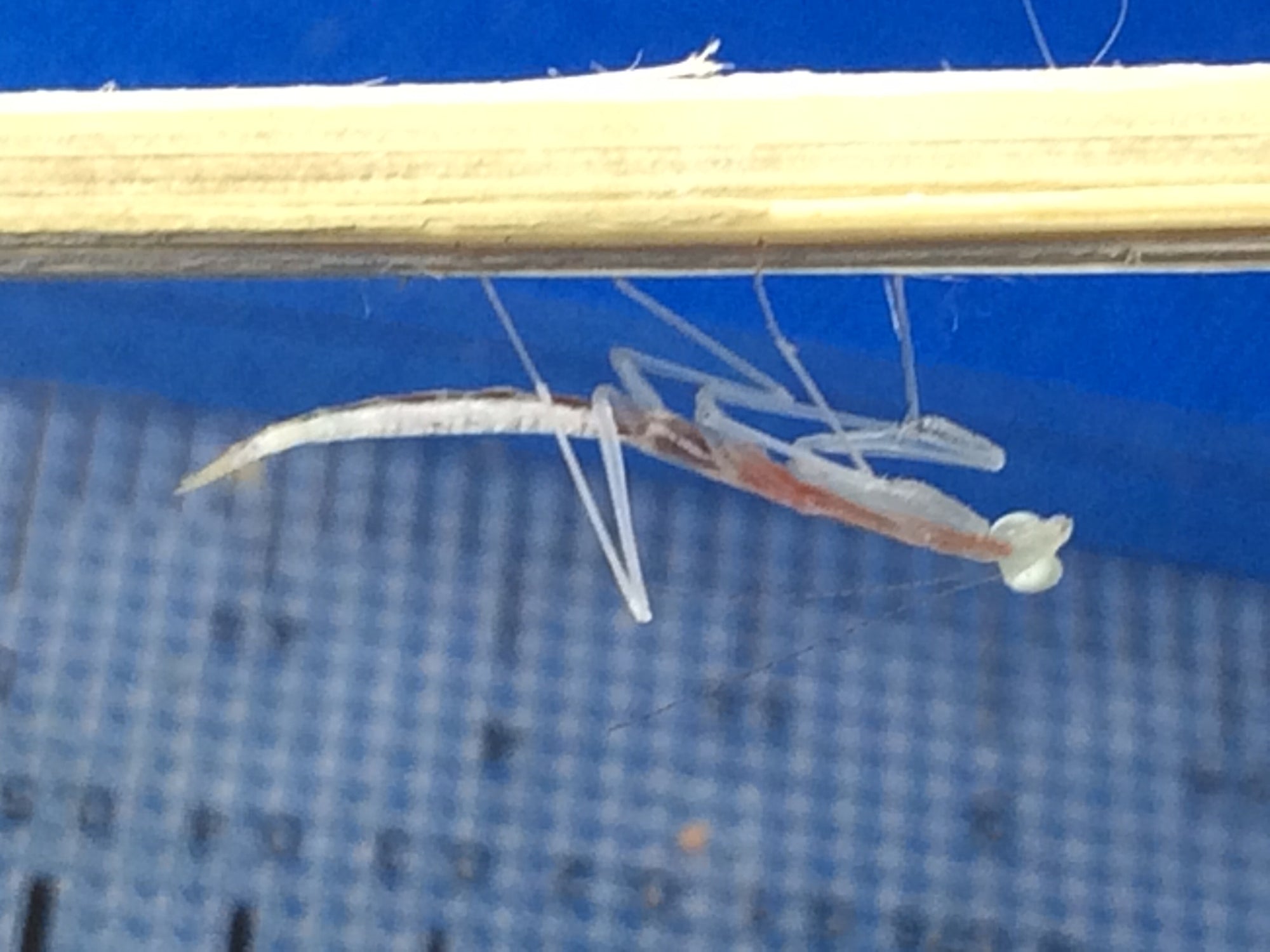 Sinomantis denticulata “Glass Mantis” - USMANTIS