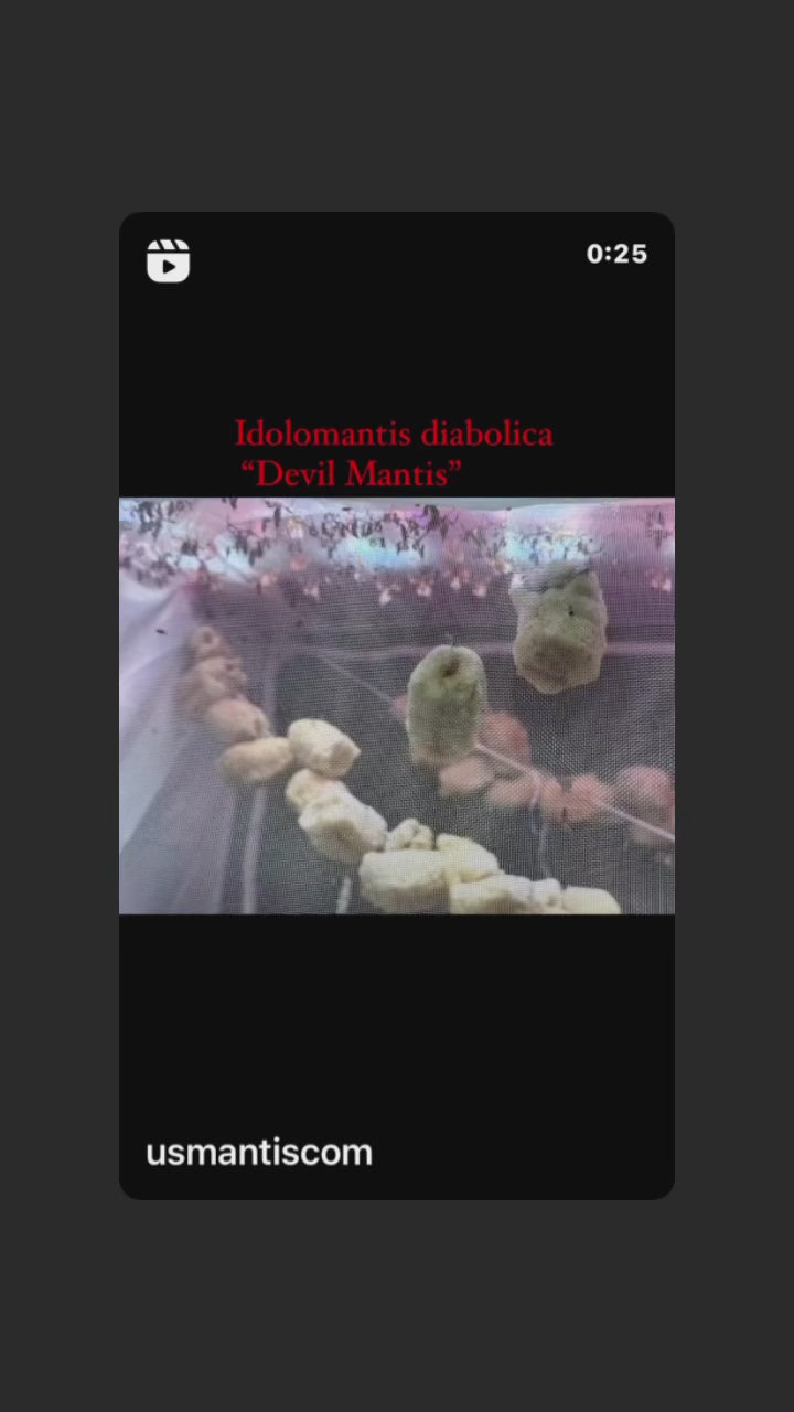Idolomantis diabolica sale- Devil Flower mantis back in stock!