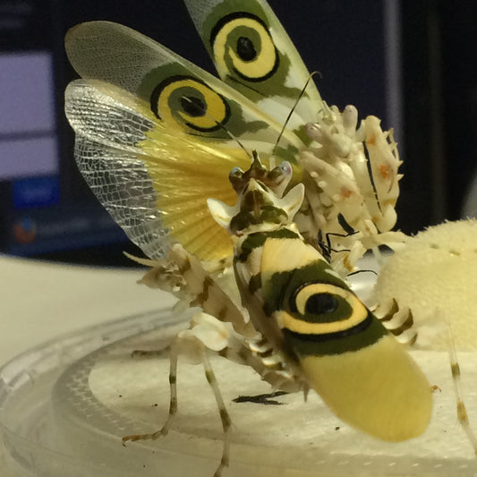 Pseudocreobotra wahlbergii Spiny Flower mantis - USMANTIS