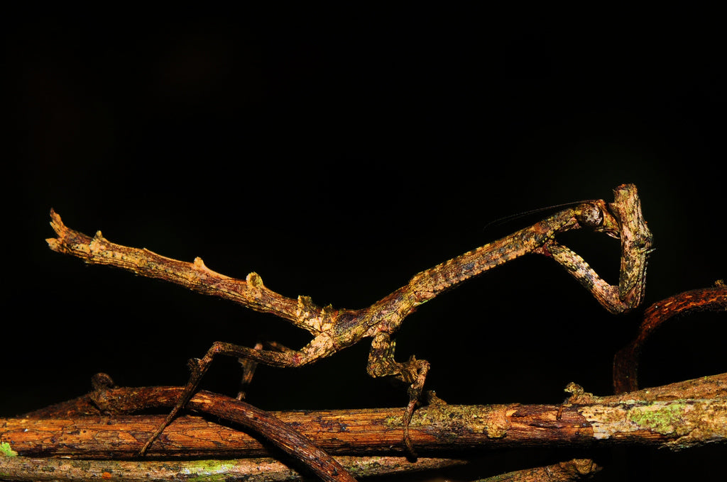 Popa spurca “African Twig mantis”, Live Insects - USMantis.com