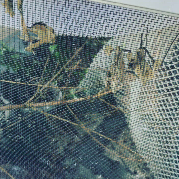 Idolomantis diabolica Devils Flower Praying Mantis