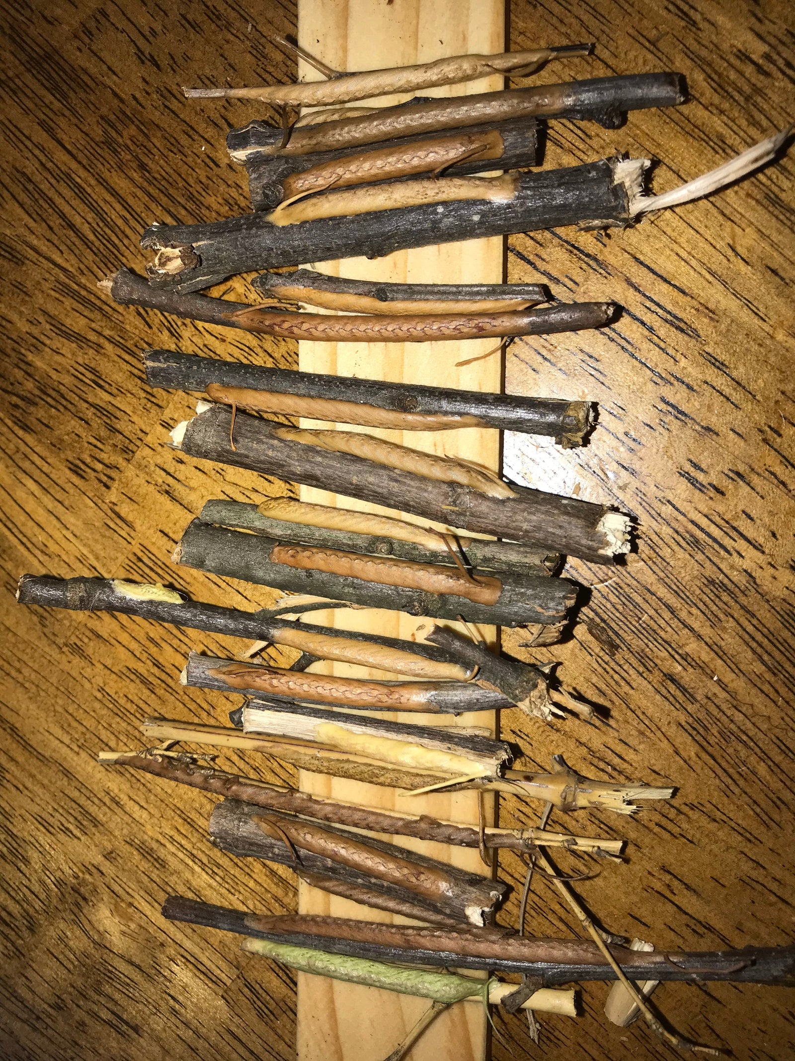 P paradoxa Ghost mantis All colors SALE - USMANTIS