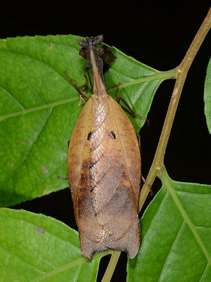 Metilia sp. Dead Leaf mantis, Live Insects - USMantis.com