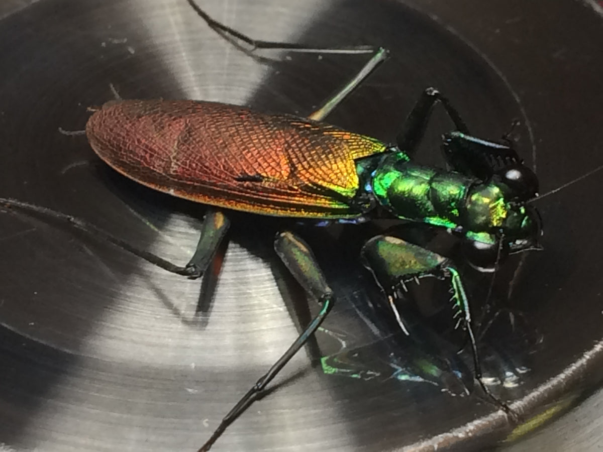 Metallyticus splendidus. Iridescent bark mantis - USMANTIS