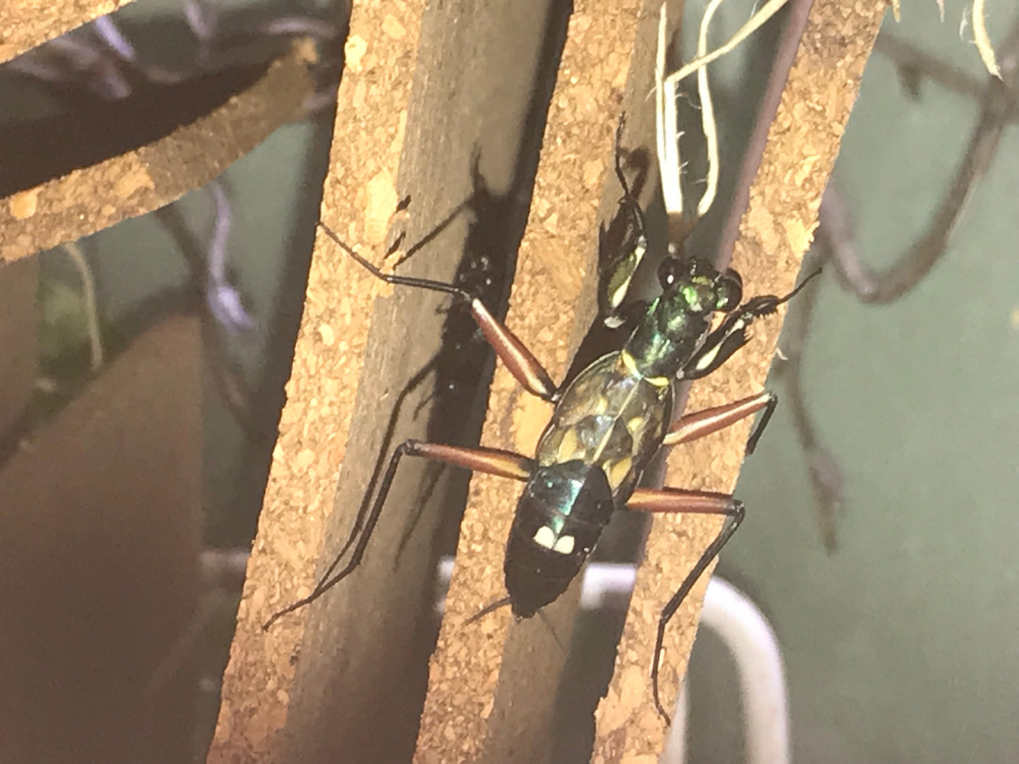 Metallyticus splendidus. Iridescent bark mantis - USMANTIS