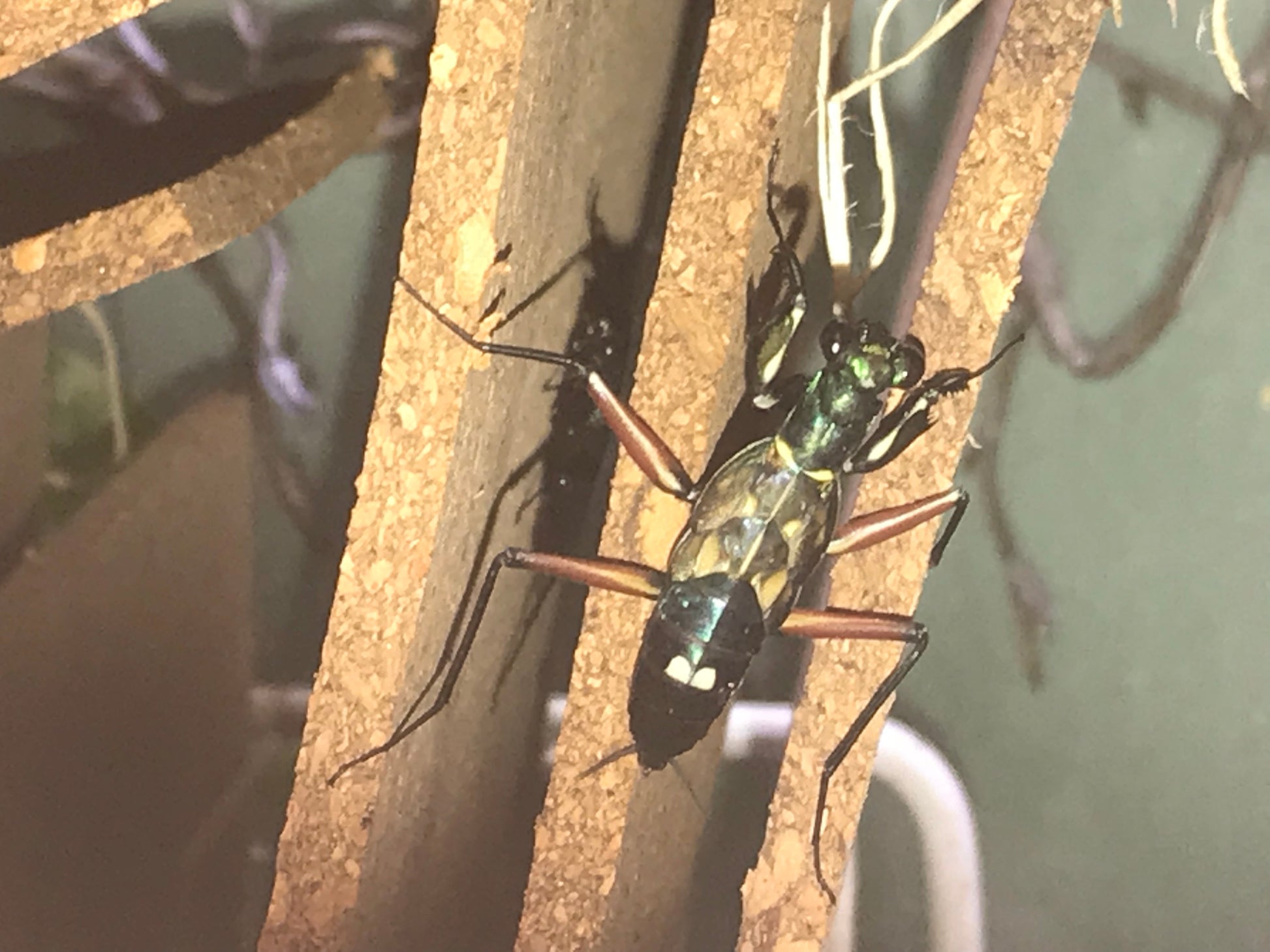 Metallyticus splendidus. Iridescent bark mantis - USMANTIS
