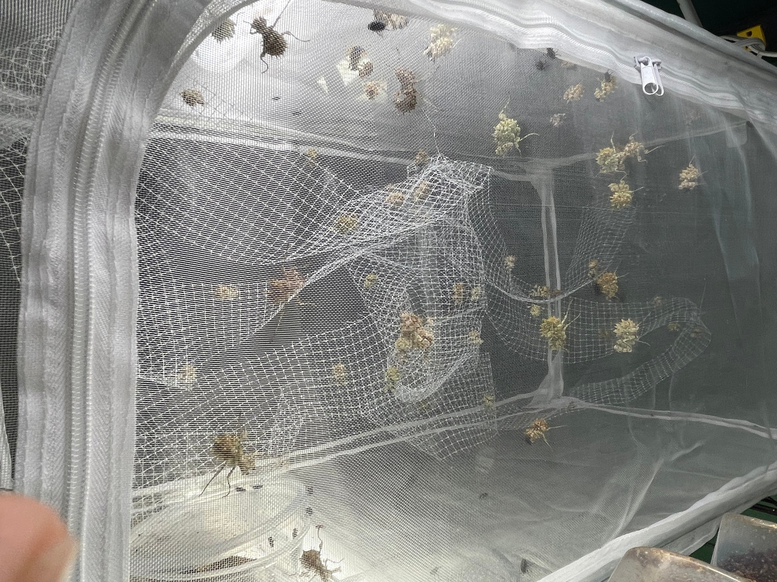 Pseudocreobotra wahlbergii Spiny Flower mantis - USMANTIS