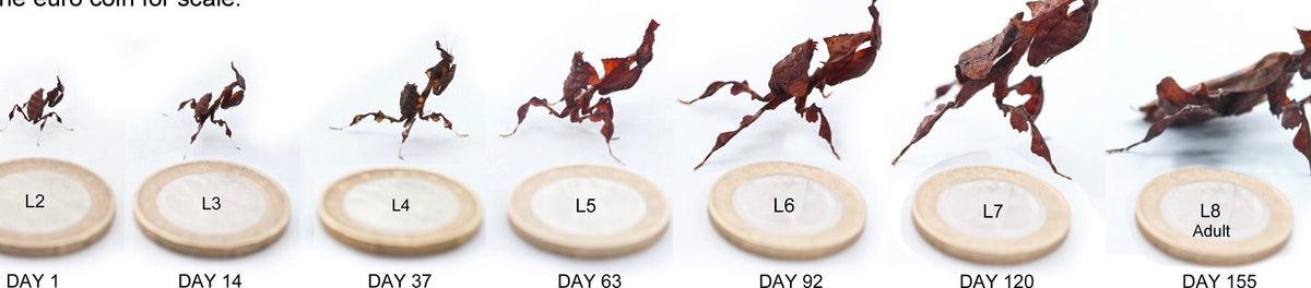 P paradoxa Ghost mantis All colors SALE - USMANTIS