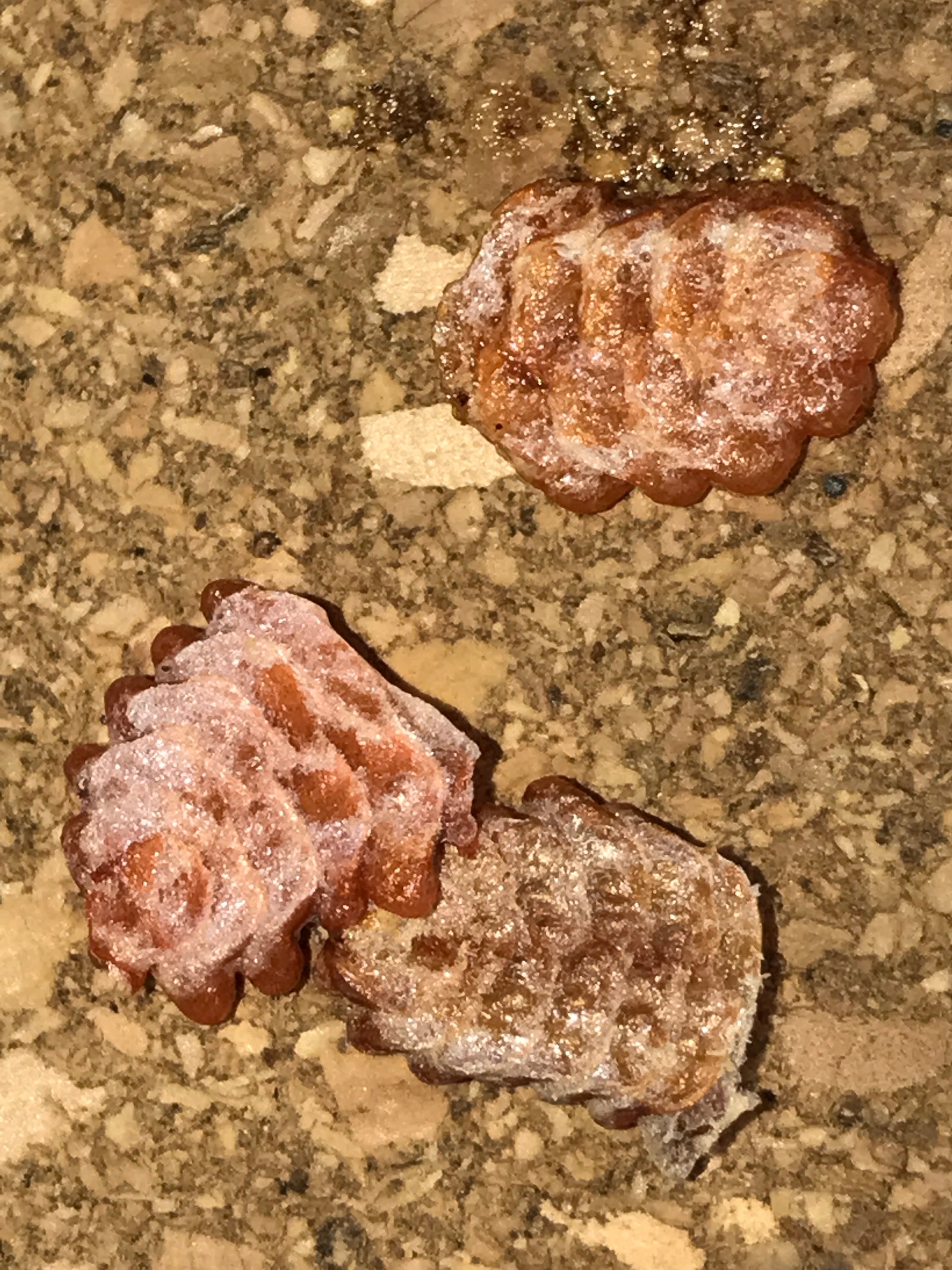 Metallyticus splendidus. Iridescent bark mantis - USMANTIS