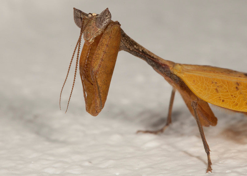 Metilia sp. Dead Leaf mantis - USMANTIS