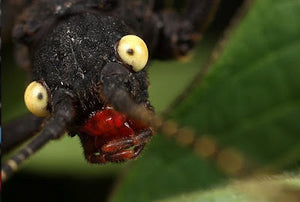 Peruphasma Shultei -Black Beauty, stick insect - USMantis.com
