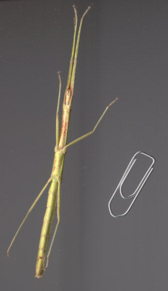 Carausius morosus 'Indian' or 'laboratory' stick insects 6-pack sale - USMANTIS