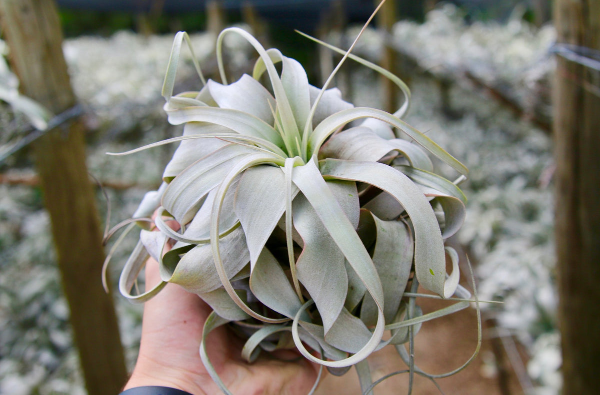 Tillandsia Xerographica Air Plants | Curly &amp; Wide