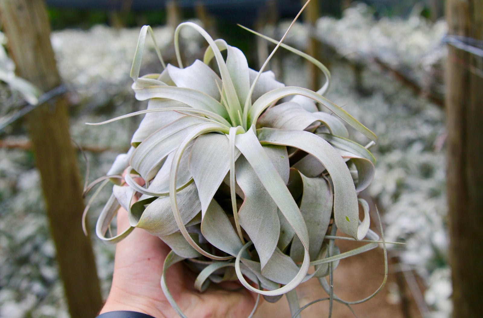Tillandsia Xerographica Air Plants | Curly & Wide - USMANTIS