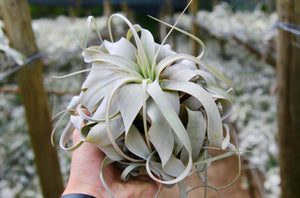 Tillandsia Xerographica Air Plants | Curly & Wide