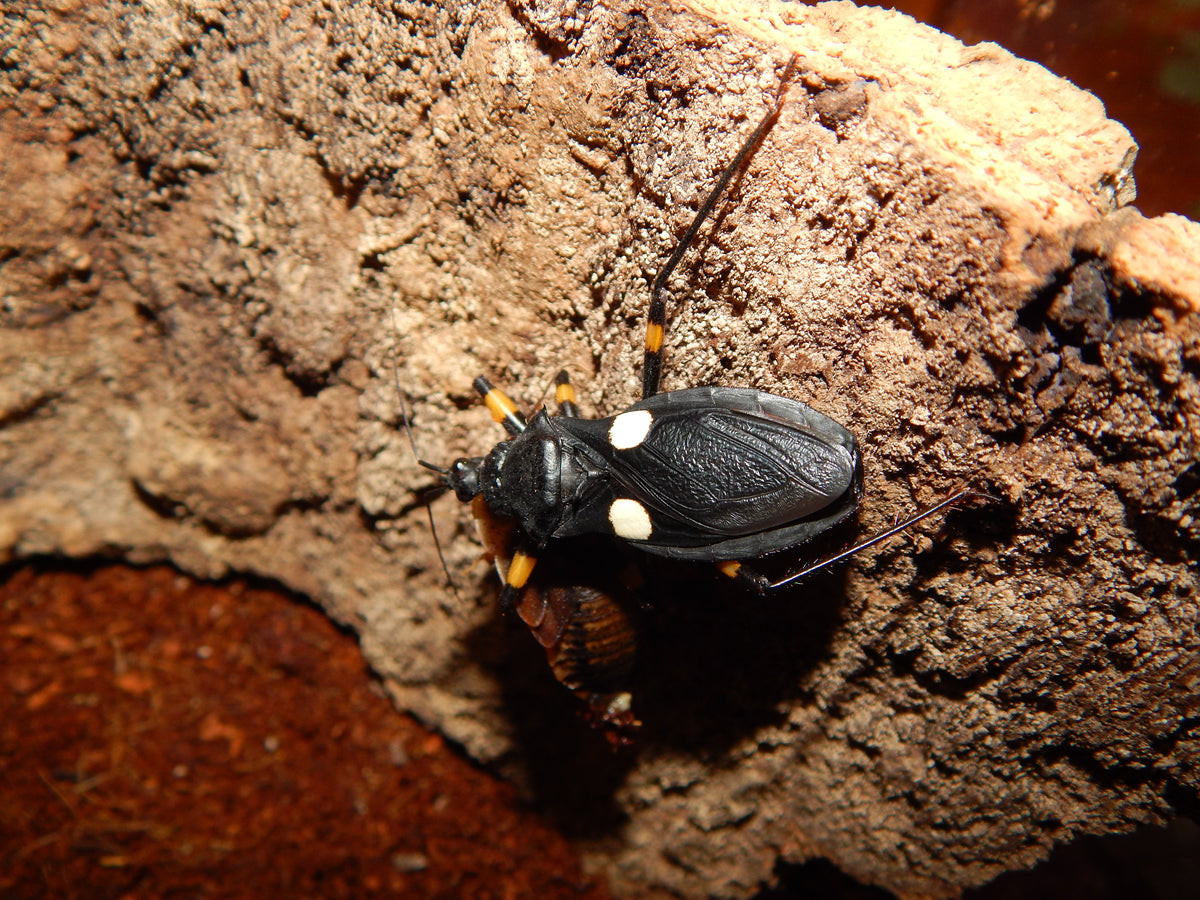 Platymetris biggutatus - USMANTIS