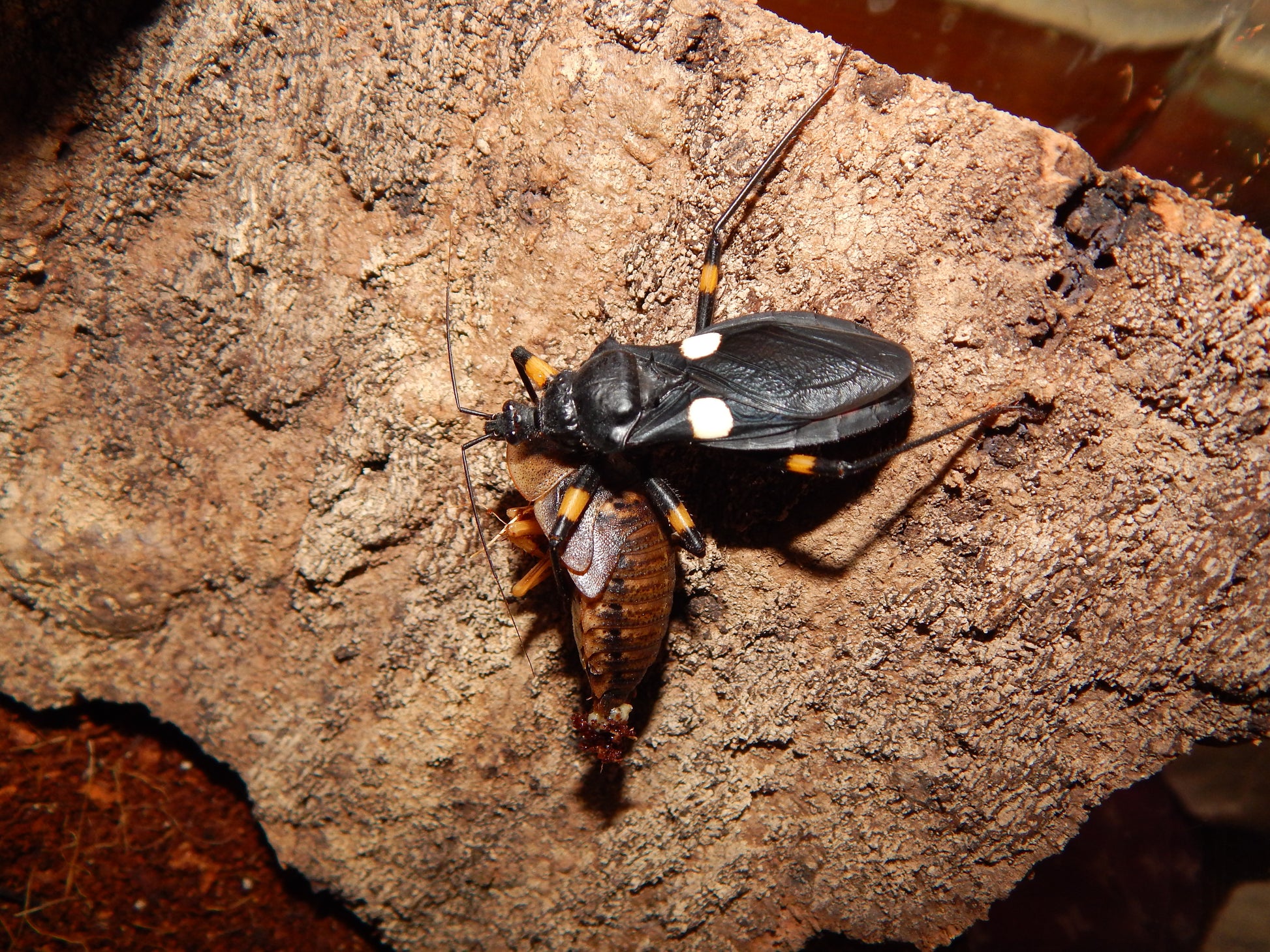 Platymetris biggutatus - USMANTIS