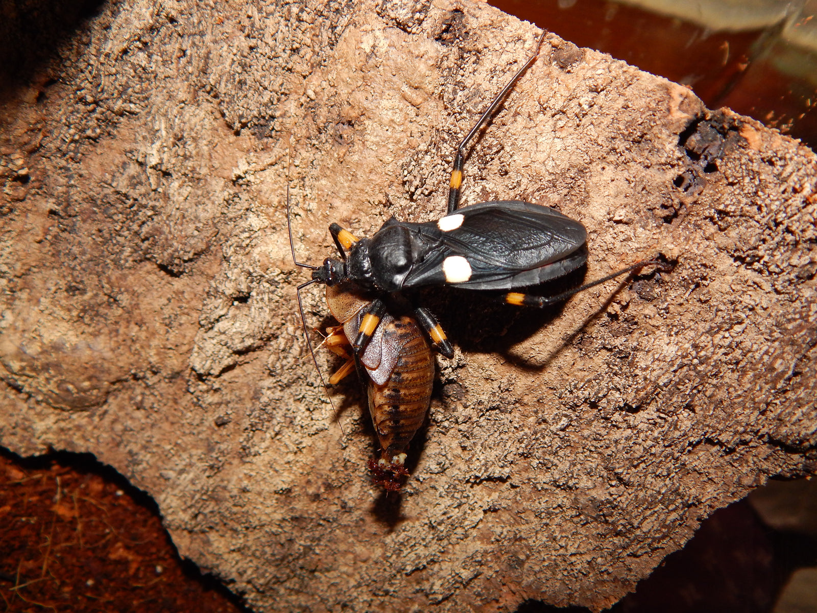 Platymetris biggutatus - USMANTIS