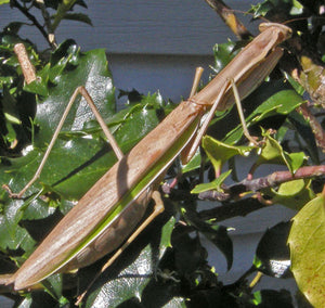 Tenodera angustipennis ooth praying mantis, Ooth - USMantis.com