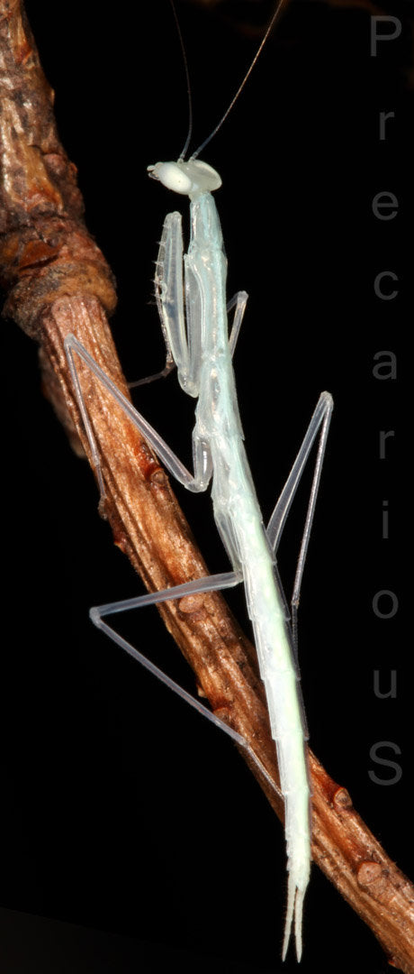 Sinomantis denticulata “Glass Mantis” - USMANTIS