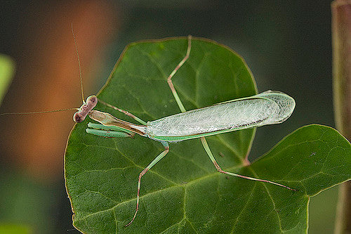 Pseudoxyops perpulchra “Beautiul” Peruvian leaf mantis - USMANTIS