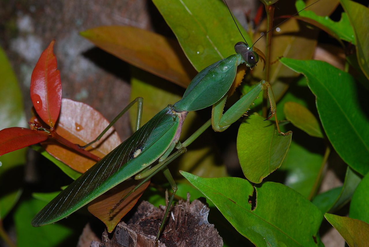 Rhombodera Basalis Giant Shield Mantis - USMANTIS