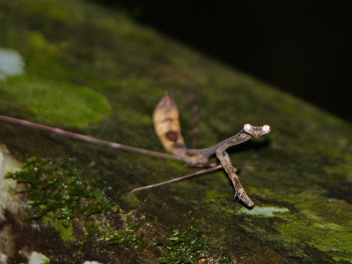 Euchomenella SalesGiraffe Heteroptera mantis on sale(Long Neck mantises) - USMANTIS