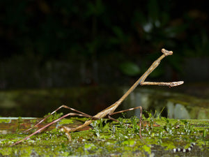 Euchomenella SalesGiraffe Heteroptera mantis on sale(Long Neck mantises)