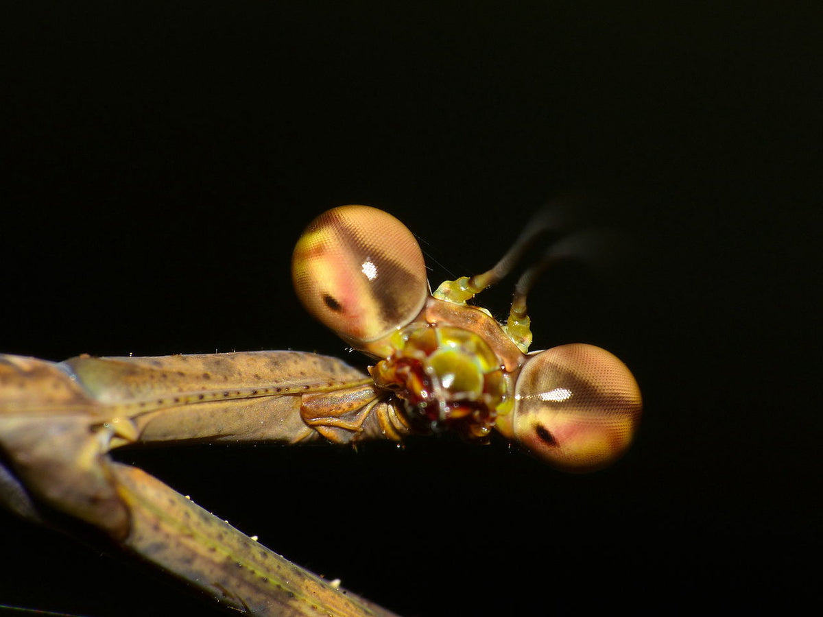 Euchomenella SalesJirafa Heteroptera mantis a la venta (mantis de cuello largo) 