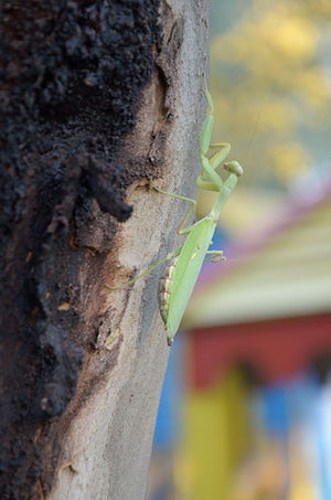 Hierodula majuscula - Giant Rainforest mantis, Live Insects - USMantis.com