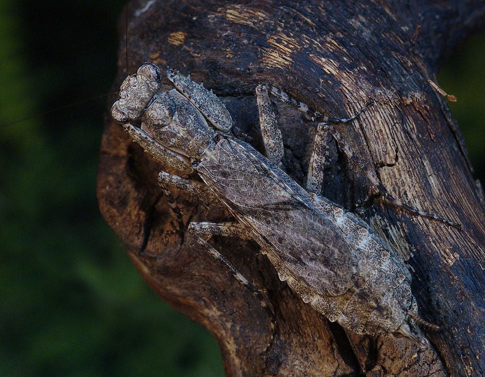 Humbertiella - USMANTIS