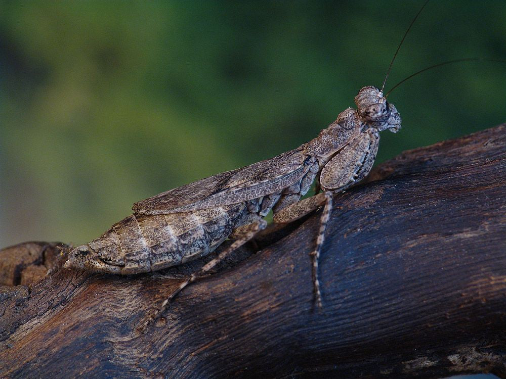 Humbertiella - USMANTIS