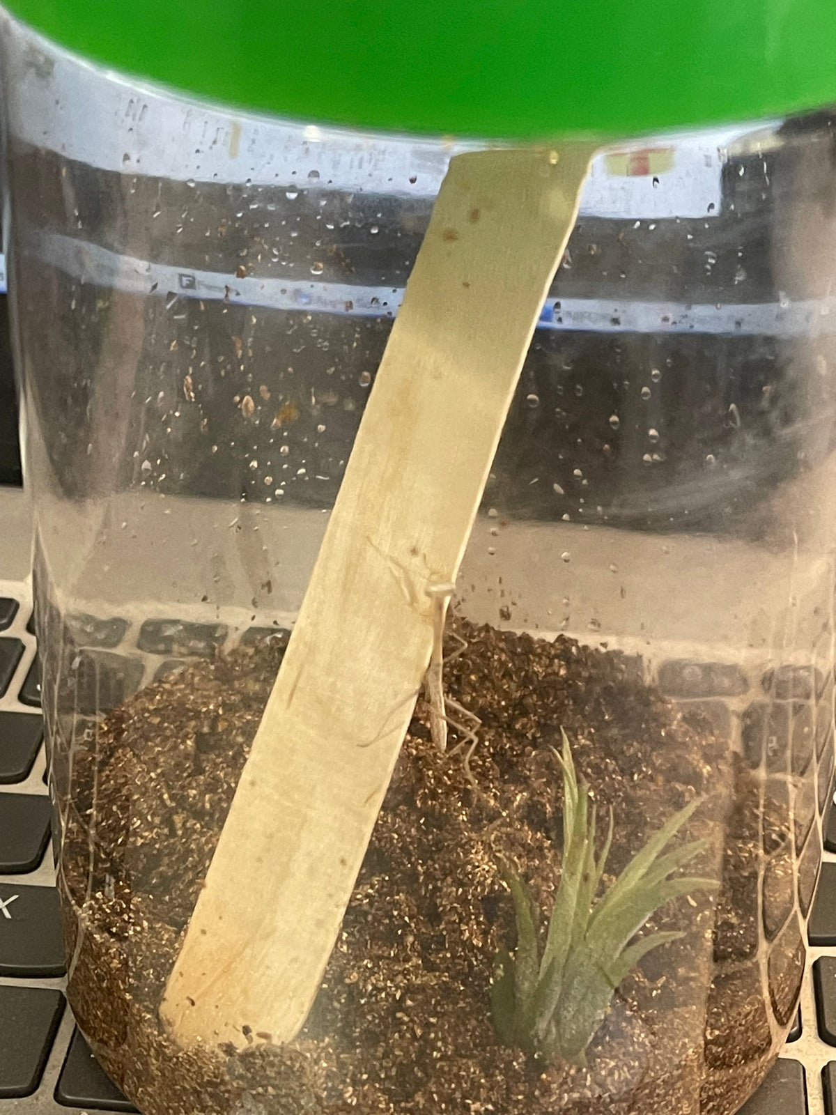Stick Insect Substrate Stick Insect Habitat Kit at Kim Bowen blog