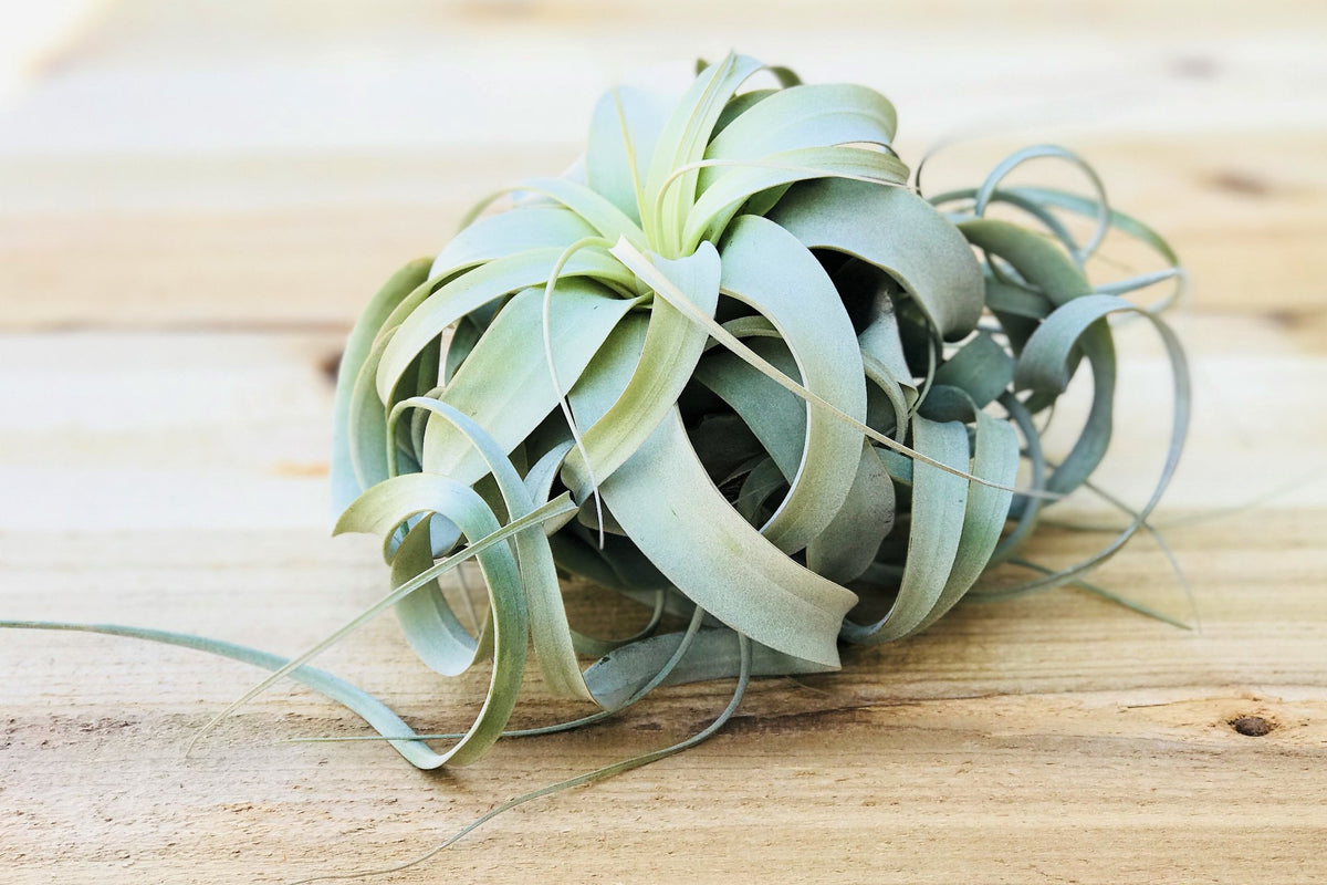 Tillandsia Xerographica Air Plants | Curly & Wide - USMANTIS