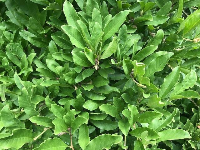 Magnolia Leaf Litter (1 Gallon) Organic Bio-active substrate Pure and pet safe., Supplies - USMantis.com