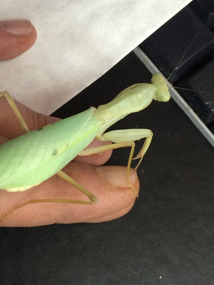 Sphodromantis lineola Giant African Mantis ooths and live - USMANTIS
