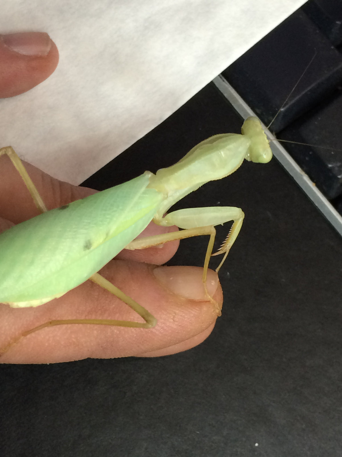 Sphodromantis lineola Giant African Mantis ooths and live - USMANTIS