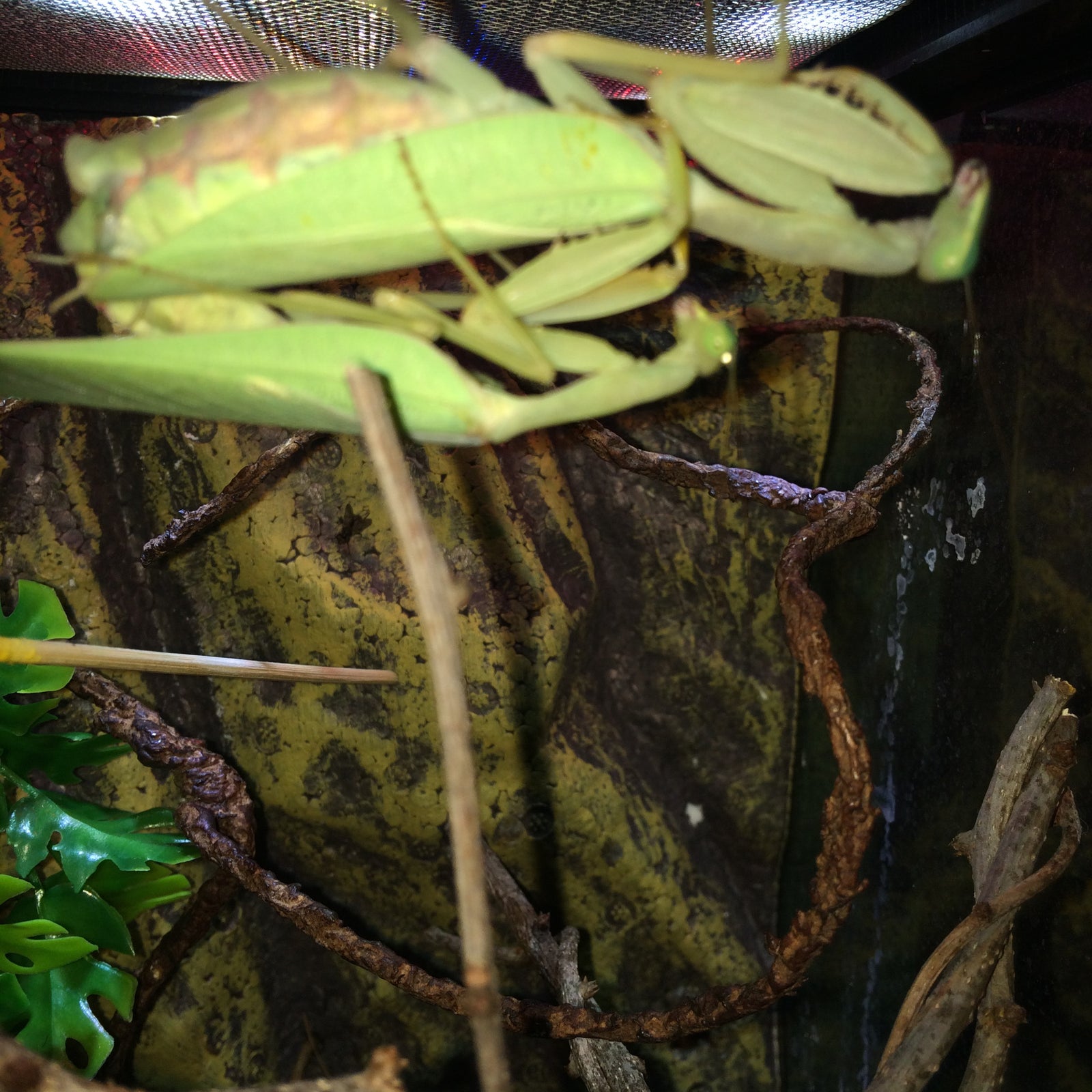 Sphodromantis lineola Giant African Mantis ooths and live - USMANTIS